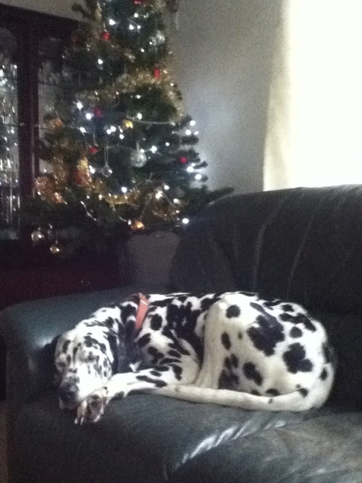 Sleeping Dalmatian by a Christmas tree